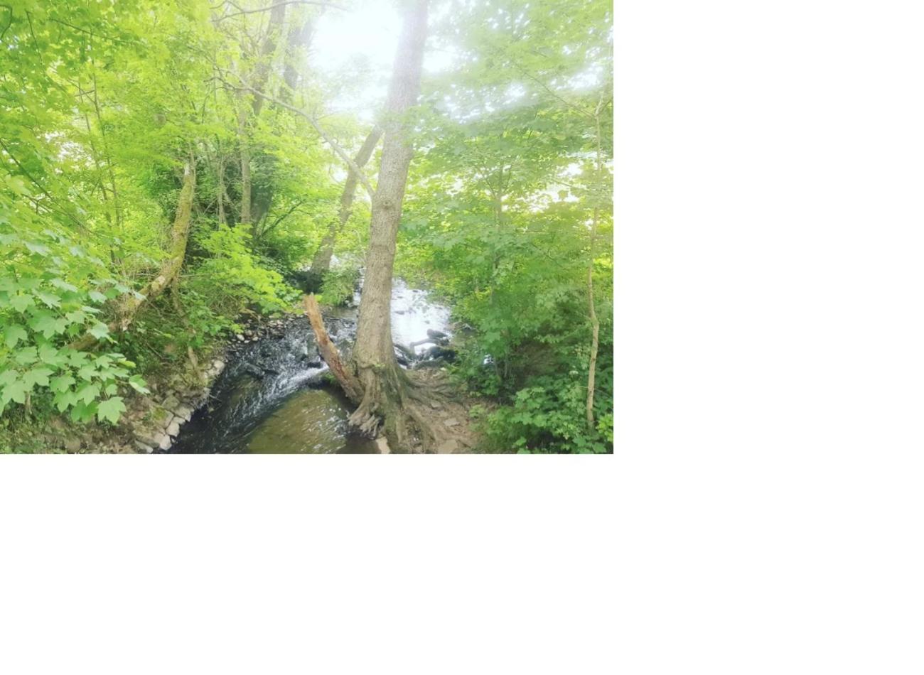Frielendorf Natur Pur מראה חיצוני תמונה